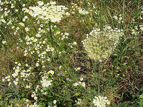 25 semi Street/Herb-Of-Grace/Peganion/Rue Des giardinieri/Fallo/Fragrant:Seeds