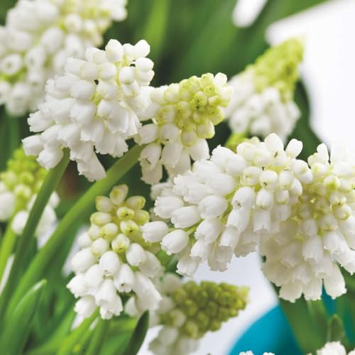 Plant in a Box - Muscari 'Magie blanche' - Bulbes x50 - Jacinthe de Raisin Blanc - Bulbes à Fleurs pour Jardin, Terrasse ou Balcon