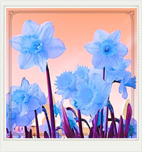 Daffodil Bulbs Narcissus Bulbs Narcissus Bulbs Dwarf Narcissus Flowers Ornamental Flowers,Wedding Flowers,Garden Flowers,Hardy Perennial-12bulbs-a