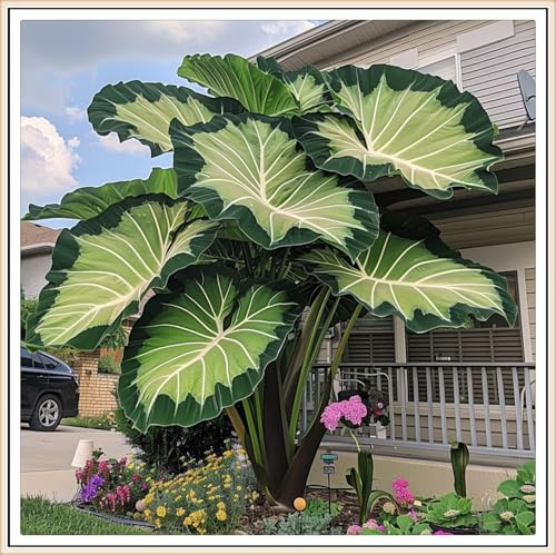 Raíz de oreja de elefante - alta y recta - resistente al frío -estilo tropical- decoración paisajística de patio de jardín - /【CXXFGFT】.-3 Bulbos-C