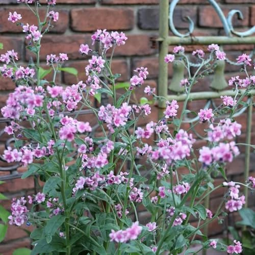 vergissmeinnicht für sonnige plätze, herbst deko vergissmeinnichtsamen bodendecker winterhart mehrjährig zimmerpflanzen, blumenwiese topfpflanzen 200samen