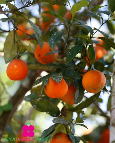 Planta de Limita Roja de Rangpur o Limanda 'Citrus Limonia' - en maceta: Ø 22 cm - H. 80/90 cm