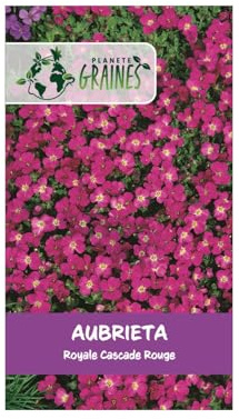 50 graines d'aubrieta cascade royal red - aubriète rouge intense pour muret et rocaille