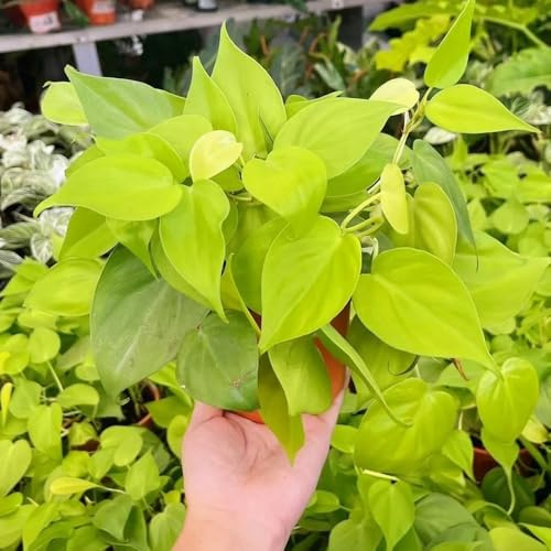 d'appartamento pothos decorazione da giardino per aiuole rialzate da esterno rampicanti sospese rara decorazione murale verde rampicante rampicante sempreverde 500semi