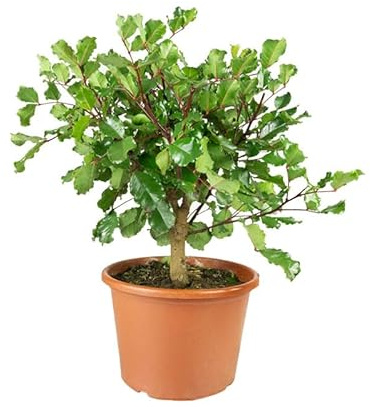 Pianta di Carrubo | Pianta vera da esterno per giardino e terrazzo| Pianta mediterranea altezza 50 cm e diametro vaso 21 cm