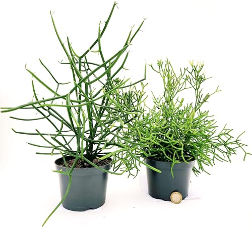 POWERS TO FLOWERS - RHIPSALIS HATIORA ed EUPHORBIA TIRUCALLI, VASO 12CM DIAMETRO, piante vere