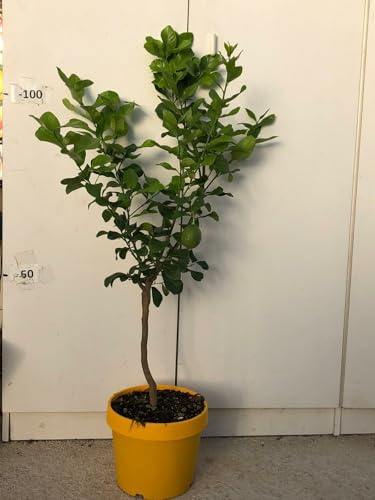 Planta Limón 4 Cuatro Estaciones Lunario Florero Colorido 24 CM (Foto Real)