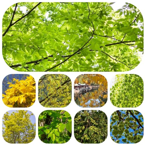 Semi di olmo - esotiche resistenti perenni biologici giardino decorazioni 350pcs