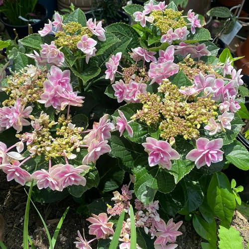 semi di ortensia, giardino in pieno sole primaverili per esterni recisi selvatici tappezzante resistente25pcs