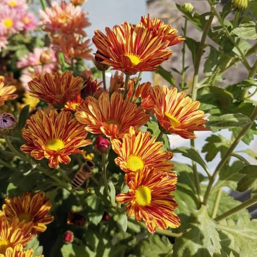 gänseblümchensamen mehrjährig - winterharte stauden, garden balkon, bodendecker 400pcs