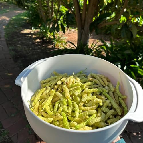 morera semi esterno semi giardino 50pcs