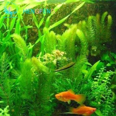 Green : 100 Pcs Aquarium Grass Seeds Mini Aquatic seedss Tank Grass Seed Indoor Beautifying Fish Seeds DIY Home Herbs * Rare Watch Gift:Seeds