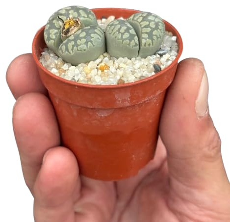 Planta de Piedras Vivientes - Lithops Natural en Maceta Decorativa