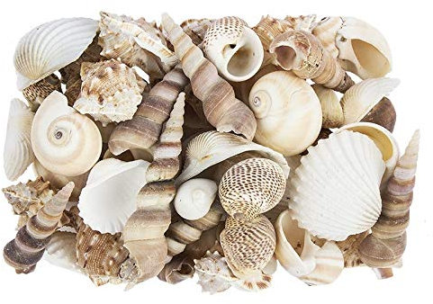 Ideen mit Herz Potpourri | Muscheln | 450 g | Natur | Verschiedene Muschelarten