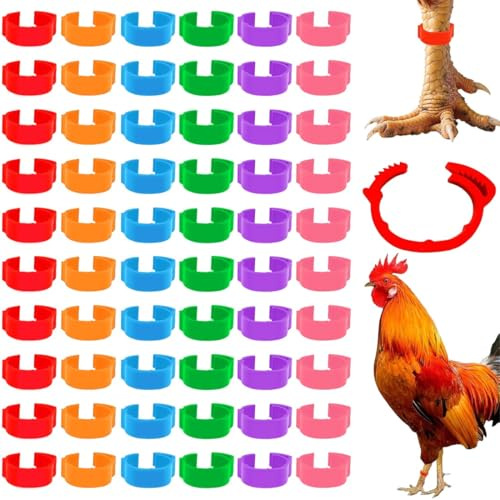 JEYORZY 60 Pcs Geflügel Fußringe, Hühnerringe Hähnchen Beinringe Geflügel Band,Geflügel Bänder Hühnerbeinringe Clip Geflügelfußringe, Identifikation Beinbänder für Hühner,Gänse und Bauernhof(5 Farben)
