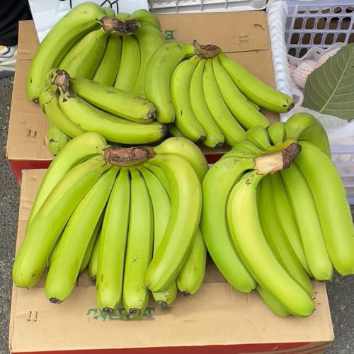semi di banano raro giardino roccioso esotica balcone 30pcs