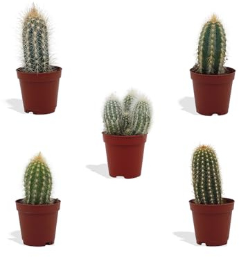 DutchLeafs Cereus Mix 5 Stück Verschiedene Mini-Kakteen - Topf 5,5 cm - Säulenkaktus Cactaceae Kaktus Kleine Pflanzen Sammlung Pflegeleichte Zimmerpflanzen - Höhe 8-15 cm