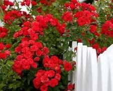 Rare Profondo - Rosa roja trepadora (15 semipetinas)