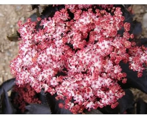 Vivai le Georgiche - Pianta vera di Sambucus nigra Black Tower - vaso Ø 17 cm
