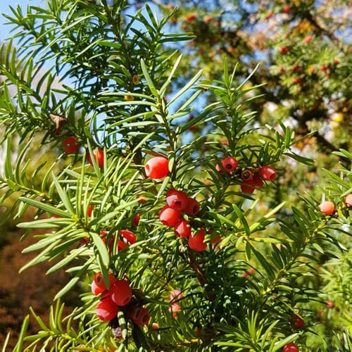 Semi di tasso Taxus baccata, semi di tasso, esotici un autunnali resistenti perenni comprare 300pcs
