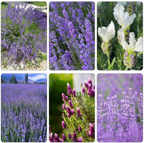 semi di lavanda giardino di interni giardino selvaggio balcone cucina semi reali tagliati selvaggio, 50pcs