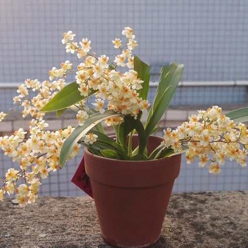 Semi di orchidea Oncidium - semi di resistenti copertura del terreno vecchie varietà selvatici esotico per gli amanti del giardino organico arredamento 250pcs