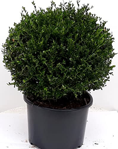 2 Stück Ilex crenata Glorie Gem, Kugel, Durchmesser: 30-35 cm, Alternative Buchsbaum + Dünger