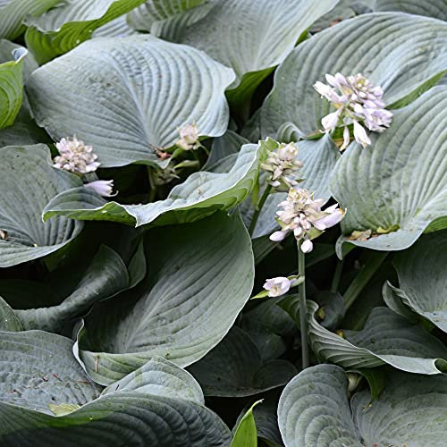 Hosta Sieboldiana Elegans Garden Plant Hardy Perennial Flowering Garden Plants Easy to Grow Your Own 3X Bare Root by Thompson and Morgan
