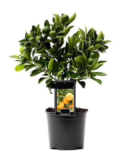 Tree Citrus Calamondin | Calamansi Plant | Height 23 cm | Pot 12 cm | Living Room Ready Potted Citrus Plant