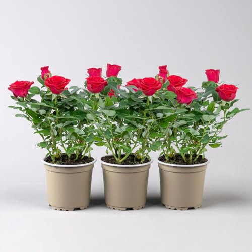 Rose 'Mercedes Kordana® Grande' rot, Topf-Ø 10,5 cm, 3er-Set