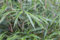 Fargesia scabrida 'Asian Wonder' - Winterharte Bambuspflanze, 80-100cm, C7,5 Topf, Schnellwachsend, Sichtschutz