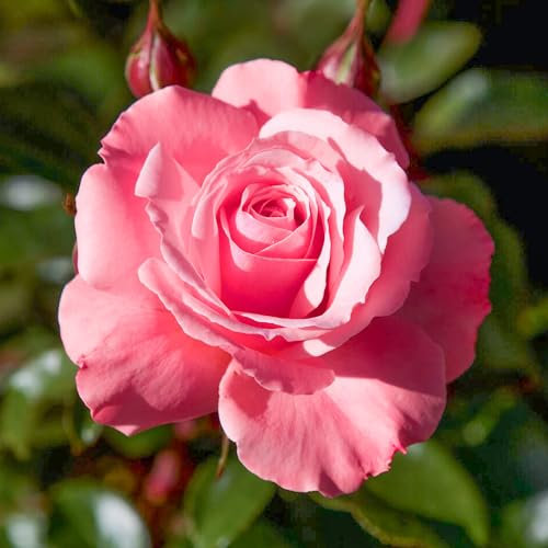 Bush Rose Anne's Rose - Compact Rose Bush with Scented Silvery-Pink Garden Roses - Classic Garden Plants Boasting Beautiful Outdoor Roses - Hardy Plants Outdoor Garden Ready (3 Litre Pot, 20-40cm)