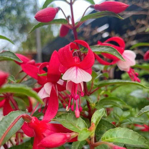 fuchsien, balkon winterharte kübelpflanzen fuchsiensamen gartenblumen, balkonpflanzen winterhart topfpflanzen 85pcs