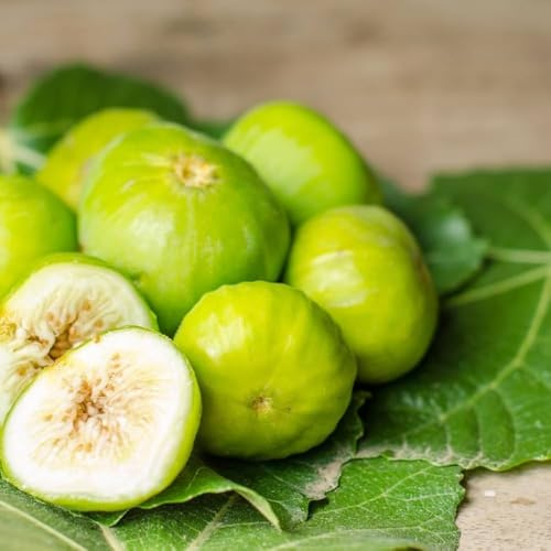 PIANTA DA FRUTTO FICO COLUMARRO BIANCO in vaso 20 età 2/3 anni