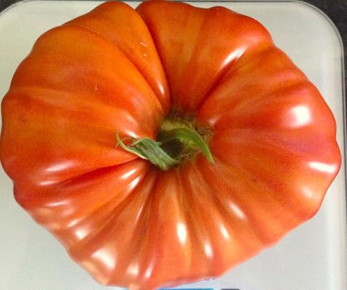 Tomatensamen Manomachshut – russische XXL‑Fleischtomate, gerippt, 10 Samen | Samenfest, stark gerippt, XXL‑Früchte bis 1 kg, russische Rarität. Frische Ernte, hohe Keimquote, für Gewächshaus & Freiland