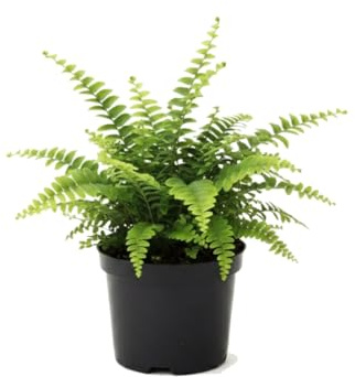 Helecho Común Nephrolepis Exaltata DECOALIVE 12 cm de Maceta, Planta Viva 25 cm para Casa y Regalo