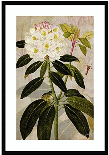 Amanti Art Framed Wall Art Print 33x23 Rhododendron I by John Butler, Flowers Wall Art, Vintage Decor, Large Poster Painting Artwork for Living Room, Bedroom, Bathroom, Kitchen, Office or Business