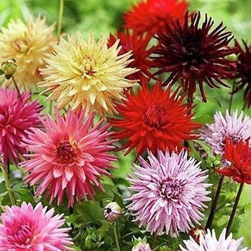 Graines De Fleurs De Mélange De Cactus Semi-Dahlia (Dahlia Varilis)