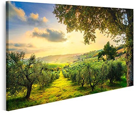 Quadro su tela Panorama della campagna maremmana e ulivi al tramonto Casale Marittimo Pisa Toscana Italia Stampa Foto Quadri Moderni