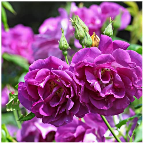 'Rhapsody in Blue' Fragrant Floribunda Rose of The Year, Fantastic Scent & Bloom 3fatpigs®