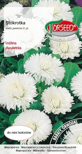 Verdica Semi di margherite grandi Bellis perennis - Fiori bianchi classici, perfetti per aiuole e bouquet, richiedono terreno fertile, altezza 15-25 cm, piacere di due anni (0,3 grammi)