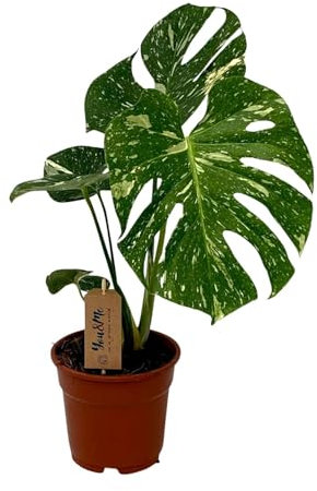 Monstera deliciosa - 40-50cm - Ø17cm - Zimmerpflanze - Immergrün
