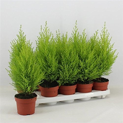 4 X Cupressus Goldcrest Wilma Evergreen Conifer, 10.5cm Pot. Lemon Scented. by Sunnyside Nurseries