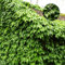 450 Piezas Semillas De Vid Virgen - Parthenocissus Tricuspidata - Plantas De Pared, Decoración De Balcón Enredadera Parthenocissus Quinquefolia, Pared Verde, Plantas Decorativas De Vid Plant