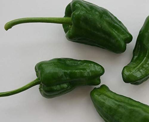 JustSeed - Vegetable - Chilli Pepper - Padron - 15 Seed