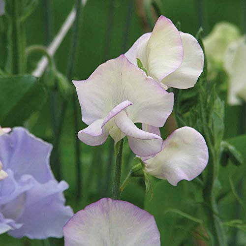 Sweet Pea ‘High Scent’ (Lathyrus Odoratus) 1 Packet (25 Seeds) by Thompson and Morgan