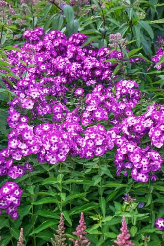 Phlox paniculata 'Uspech' 11x11 cm Topf – Winterhart, Mehrjährig, Pflegeleicht – Hoher Sommerphlox – Staude für Beet & Rabatte