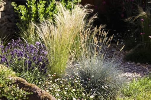 Ziergräser-Set, 3 winterharte Stauden, trockenresistent, mehrjährig, mit Blüten