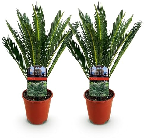 Green boutiQ - Zimmerpflanze - Cycas revoluta - Palmenfarn - Wenig Pflege - Grün - 1 - Topf 14cm - Höhe 45-55cm
