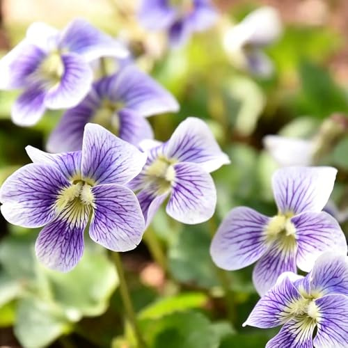 violetas fragantes - Viola odorata - semillas de silvestres jardín de interior decoración sala estar decoración semillas decoraciones 60pcs